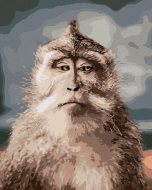 Zuty Opica s vážnou tvárou, 80x100cm plátno napnuté na rám - cena, porovnanie