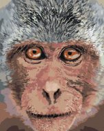 Zuty Opica zblízka, 80x100cm bez rámu a bez napnutia plátna - cena, porovnanie