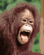 Zuty Orangutan s otvorenou papuľou, 80x100cm plátno napnuté na rám - cena, porovnanie