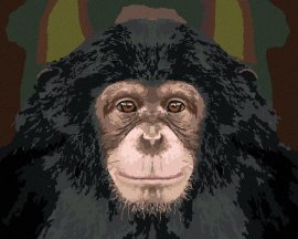 Zuty Portrét šimpanza, 80x100cm plátno napnuté na rám
