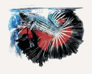 Zuty Ryba bojovnica pestrá, 80x100cm plátno napnuté na rám - cena, porovnanie