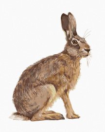 Zuty Sediaci zajac, 80x100cm plátno napnuté na rám