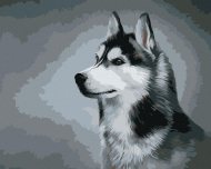 Zuty Sibírsky husky, 80x100cm plátno napnuté na rám - cena, porovnanie