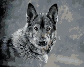 Zuty Vlk na sivom pozadí, 80x100cm bez rámu a bez napnutia plátna