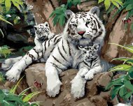 Zuty Maľovanie podľa čísel - Biely tiger s mláďatami na kameni (Howard Robinson), 40 x 50 cm, napnuté plátno na rám - cena, porovnanie