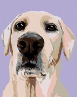 Zuty Maľovanie podľa čísel - Labradorský retríver, 40 x 50 cm, napnuté plátno na ráme - cena, porovnanie