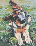 Zuty Maľovanie podľa čísel - Šteňa ovčiaka, 40 x 50 cm, napnuté plátno na ráme - cena, porovnanie
