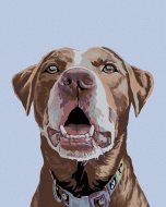 Zuty Maľovanie podľa čísel - Hnedý labrador, 40 x 50 cm, bez rámu a napnutého plátna - cena, porovnanie