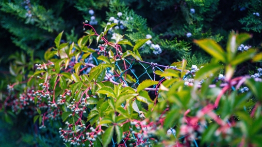 green-and-pink-leafy-plant-872474 1