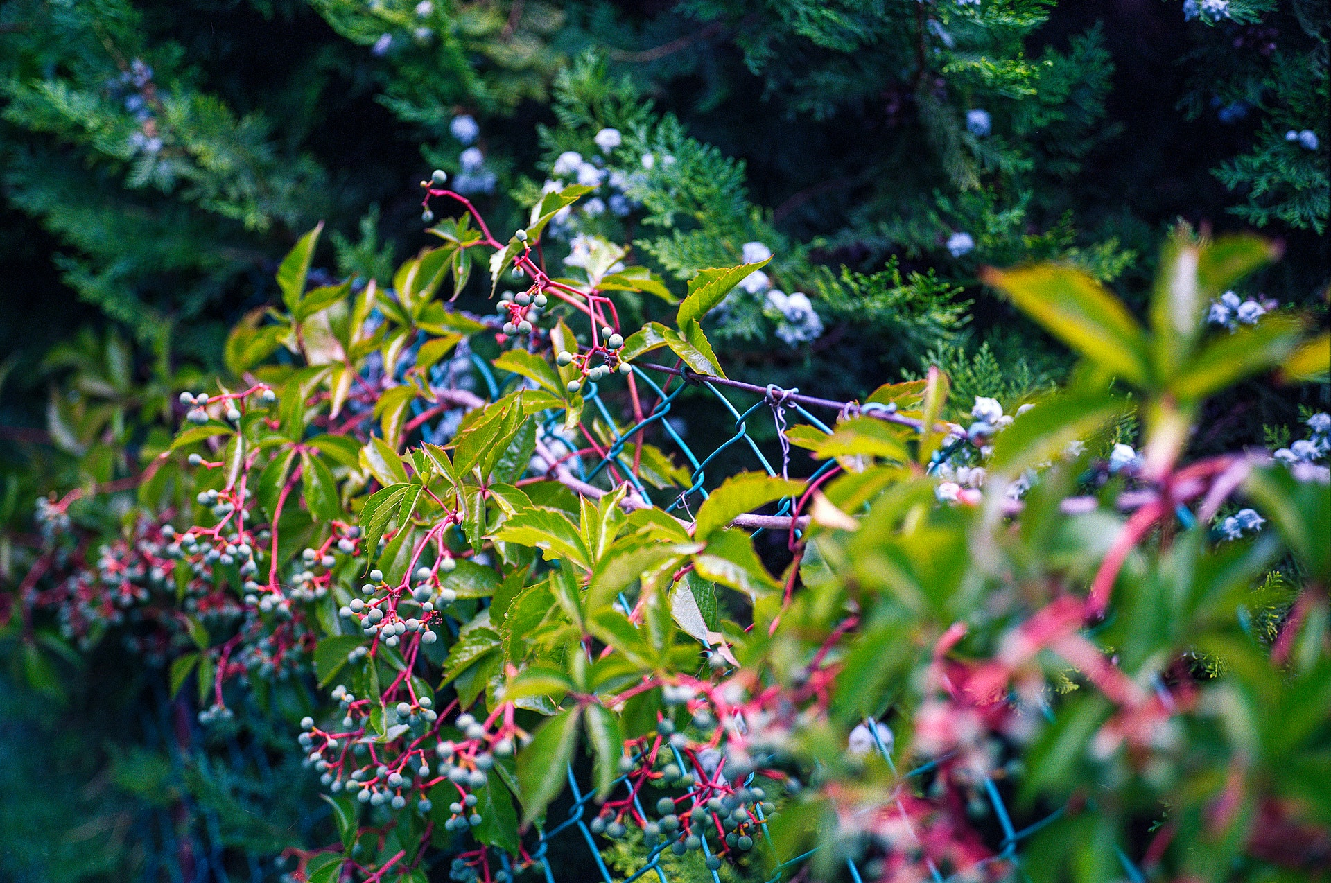 green-and-pink-leafy-plant-872474 1